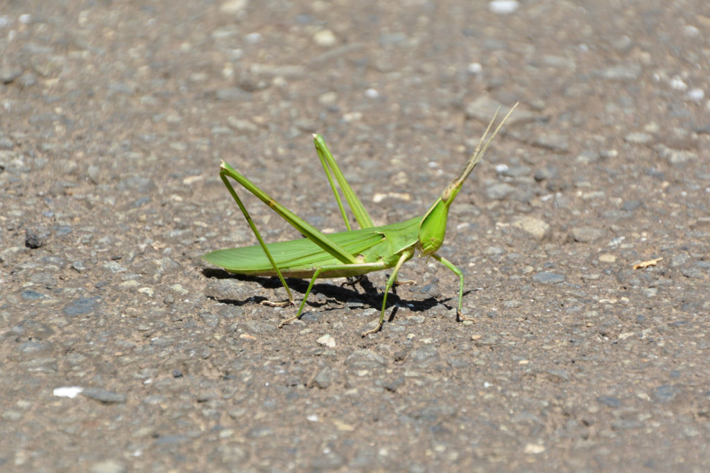 ショウリョウバッタ